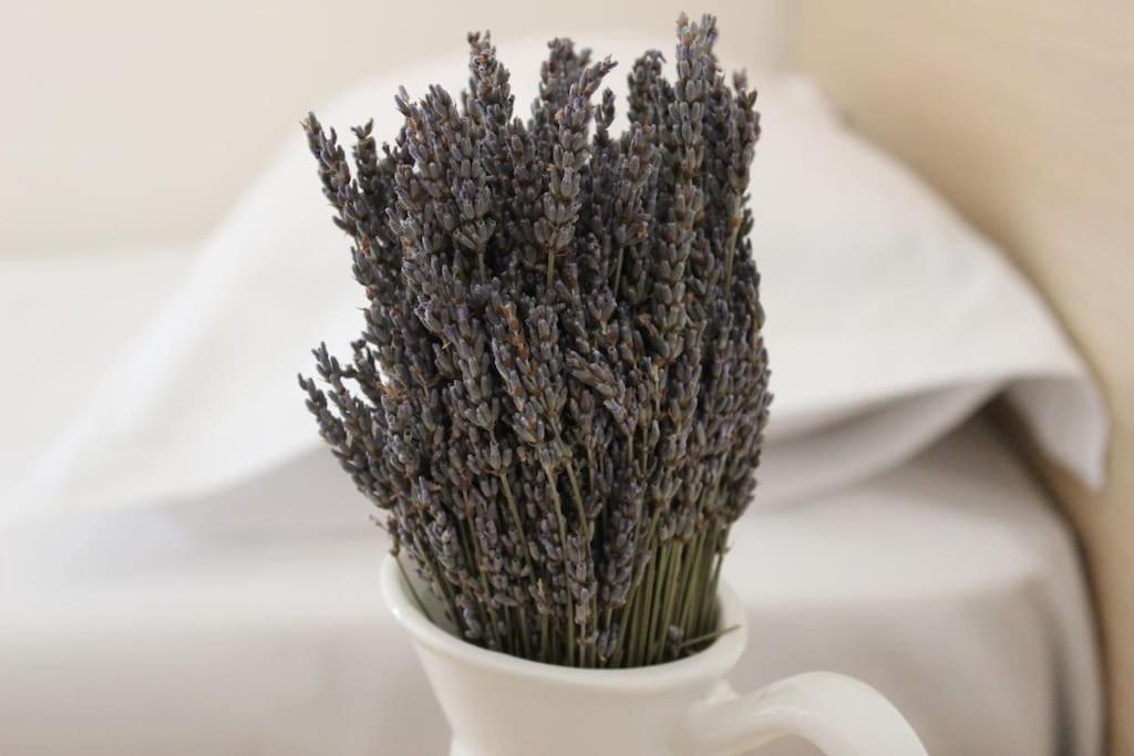 Lavandula Ring 地拉那 外观 照片
